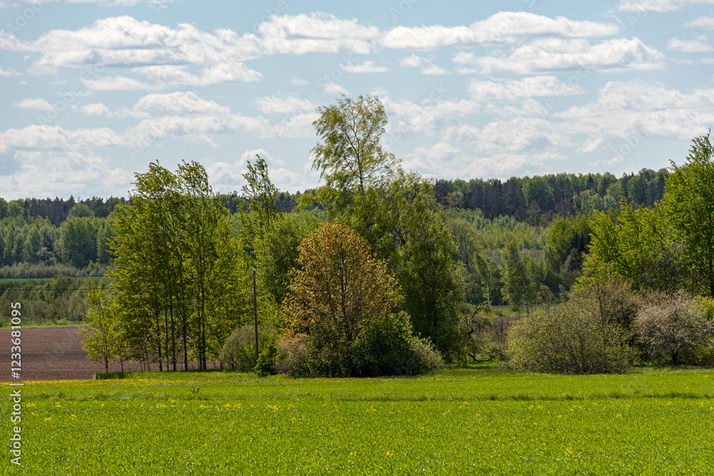 Obraz premium landscape with bright green field and bright trees, first green of spring, spring