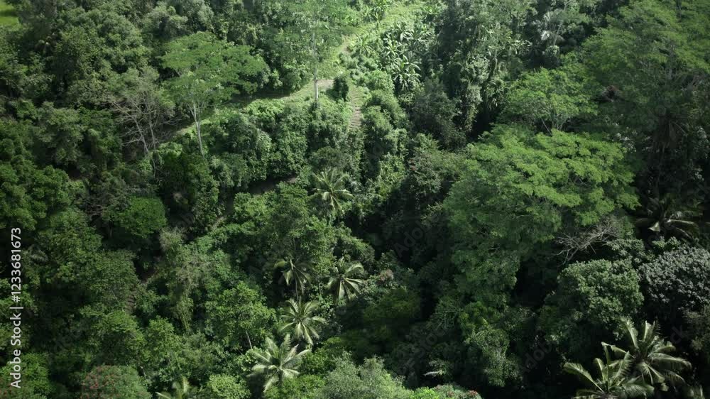 Aerial Top Down View Of Jungle In Ubud, Bali Aerial Top Down View Of Jungle In Ubud, Bali