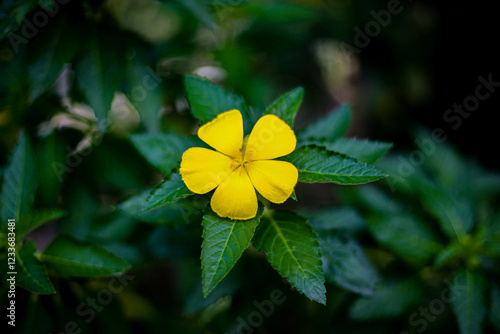 yellow flower on green background