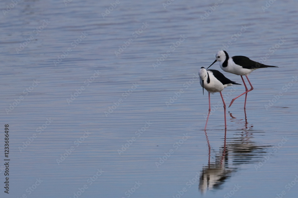 pied stilt pied stilt