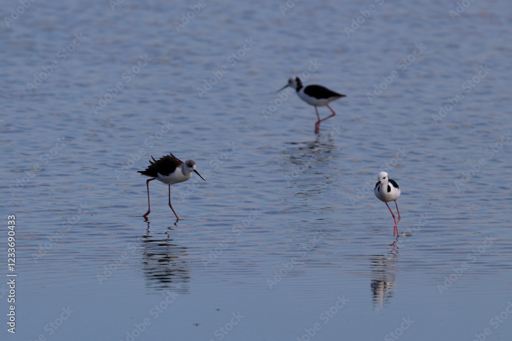 pied stilt pied stilt