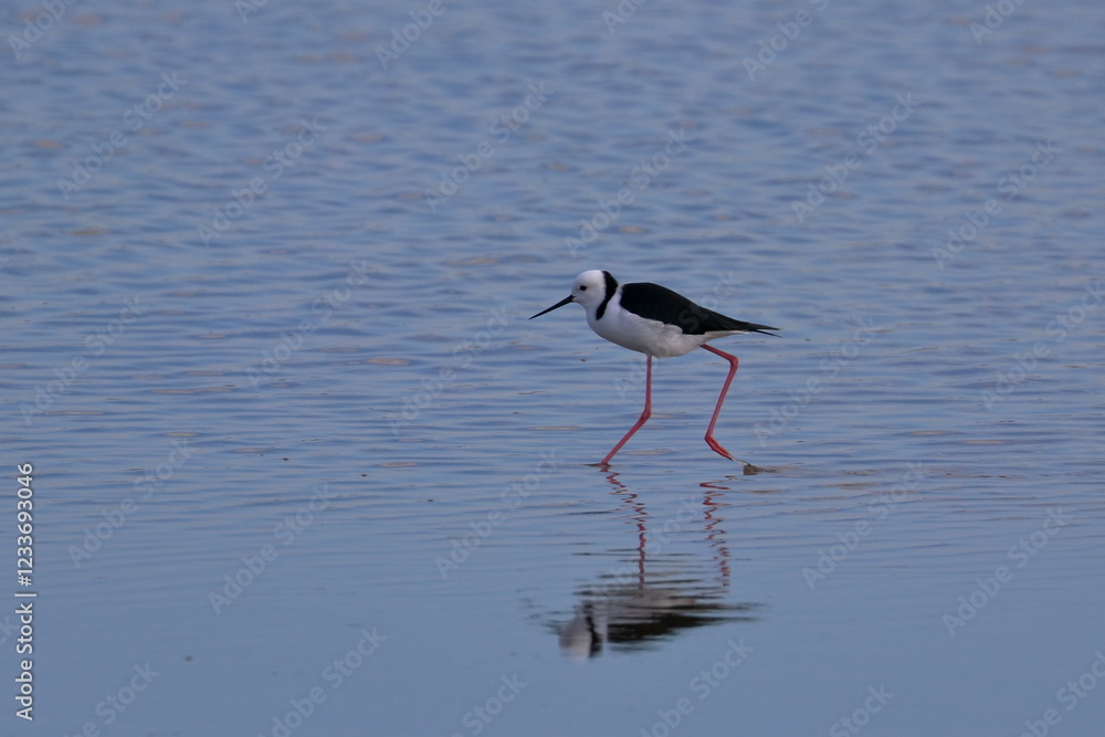 Obraz premium pied stilt