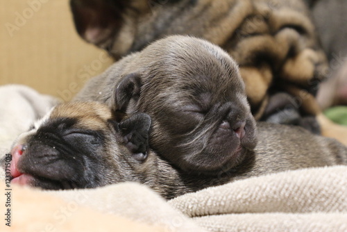 french bulldog puppy very nice photo