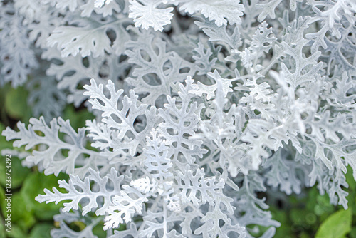 Dusty Miller tree beautiful leaf in garden. selective focus. soft picture photo