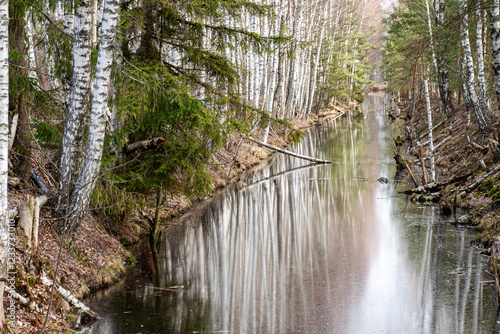 Canvastavla swamp ditch in spring, beautiful reflections of trees on the surface of the wate