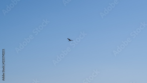 Single Bird Flying in Blue Sky
