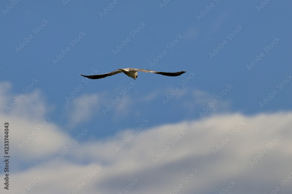 Fototapeta premium raptor
