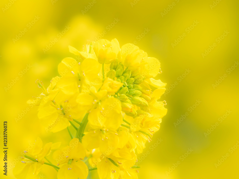 春の公園や花壇を彩る菜の花のある景色。心象風景。背景。自然風景素材。