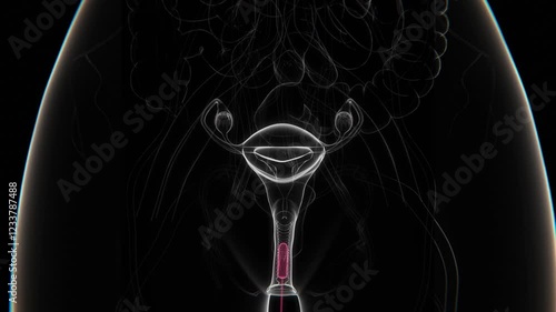 Tampon in vagina Indication X-ray video in HD | Tampon placement in female X-ray video in HD photo