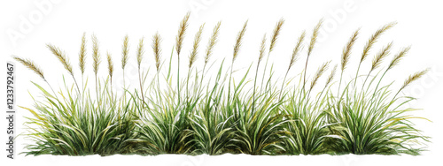 Watercolor Style Illustration of a Clump of Grass Forming a Beautiful Fountain in a Natural Setting