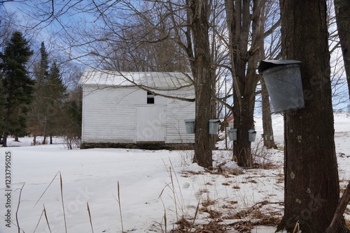 Collecting the maple syrup in upstate new york photo