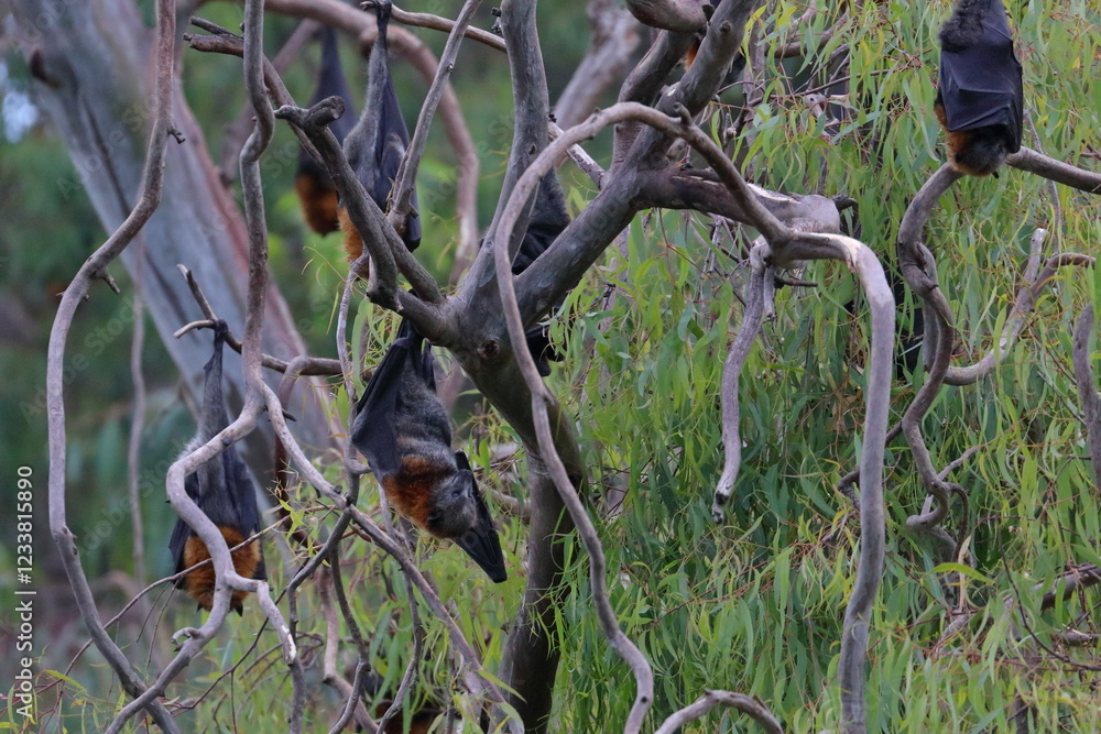 Naklejka premium flying fox