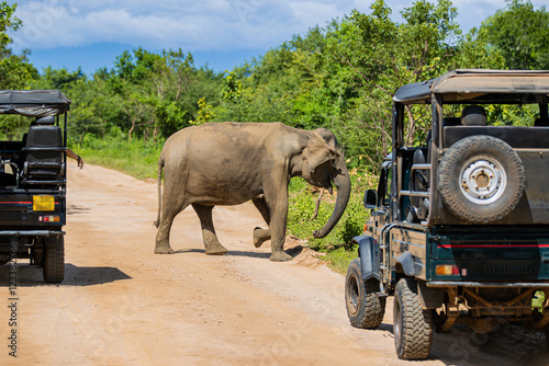 ild Asian Elephant Blocking Safari Jeep in Yala National Park, Sri Lanka