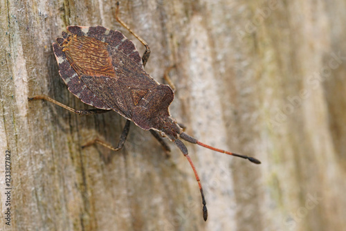 Closeup on an overwintering dark grey squashbug, Enoplops scapha, warming up on a pole photo