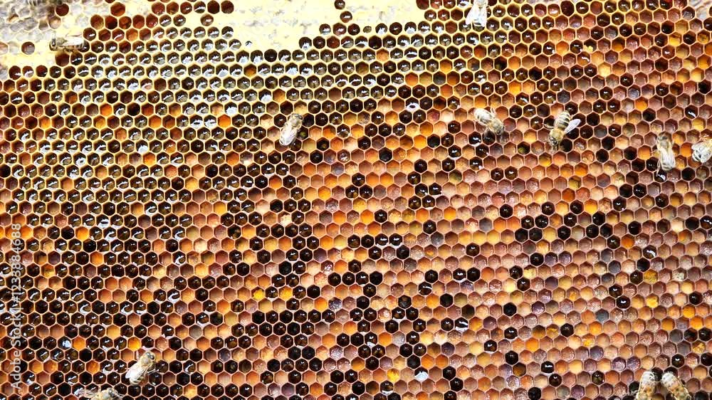 Honey and pollen from various herbs. The most healing honey and pollen. Used in alternative medicine. Honey and pollen from various herbs. The most healing honey and pollen. Used in alternative medicine.