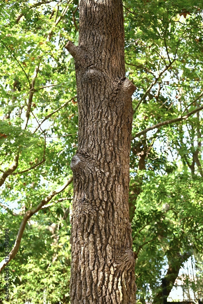 Fototapeta premium American sweetgum tree. Altingiaceae deciduous tree native to North America. The autumn foliage is beautiful and the aggregate fruits have sharp thorns.