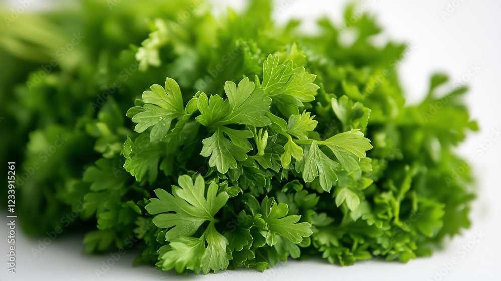 Parsley bunch in a high-resolution close-up, isolated on white, with perfect exposure and natural intricate details. Parsley bunch in a high-resolution close-up, isolated on white, with perfect exposure and natural intricate details.