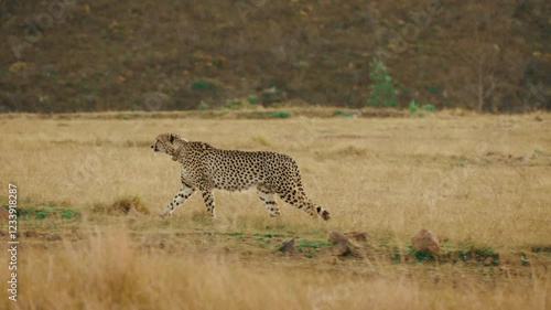 Cheetah stalking prey in golden grass on African Safari, handheld telephoto animal walking in 4k