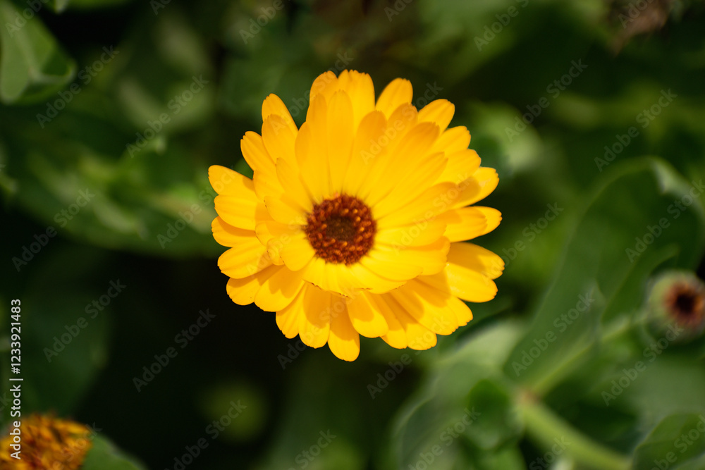 Calendula Stellata Flower with Vibrant Yellow and Orange Blooms Calendula Stellata Flower with Vibrant Yellow and Orange Blooms