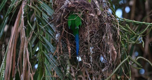 A parent Long-tailed Broadbill Psarisomus dalhousiae delivers food to its nestlings that are inside a nest. photo