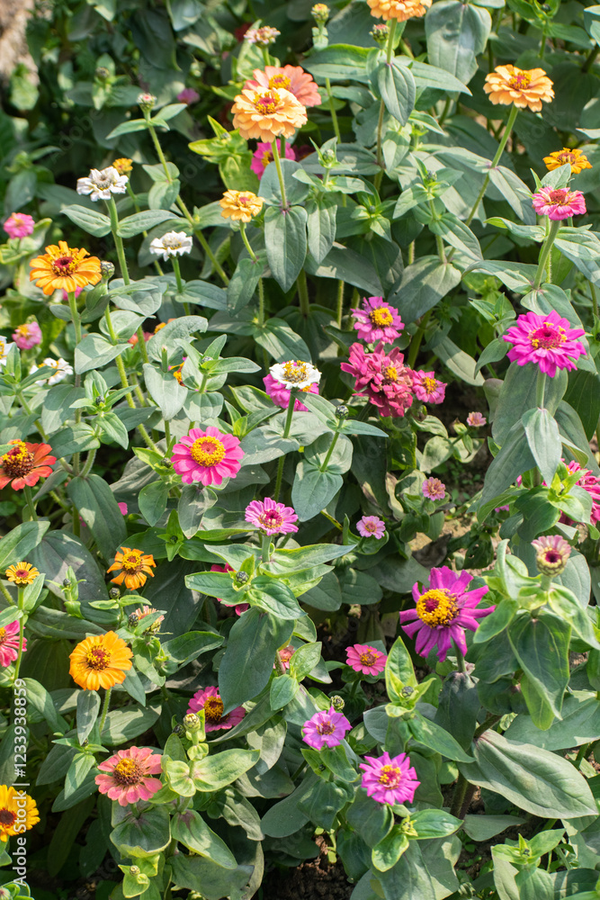 Fototapeta premium Peruvian Zinnia with Vibrant Orange and Yellow Blooms