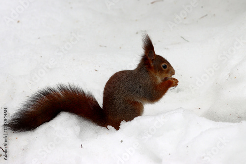 Obraz na płótnie Squirrel