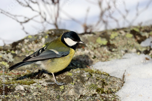 Obraz na płótnie Great tit