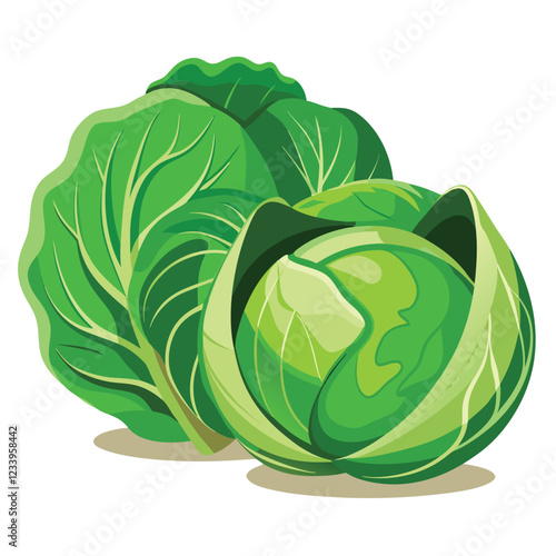 green cabbage isolated on white cabbage isolated on white background