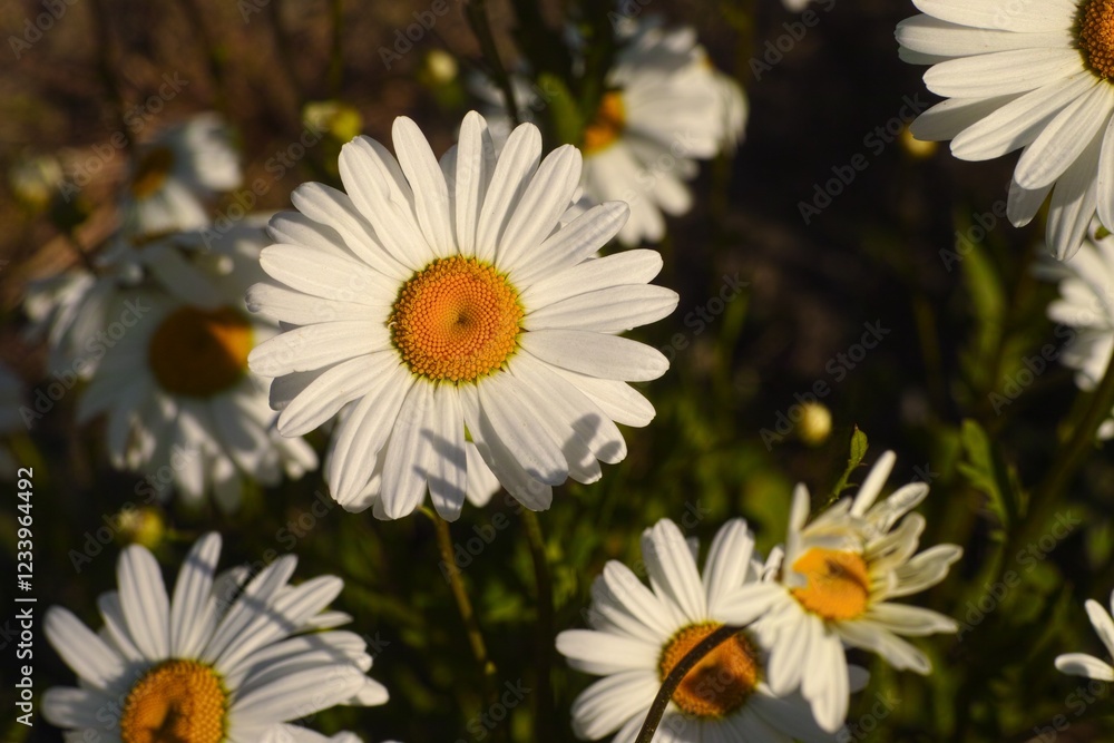 Obraz premium White chamomiles flowering in summer garden.