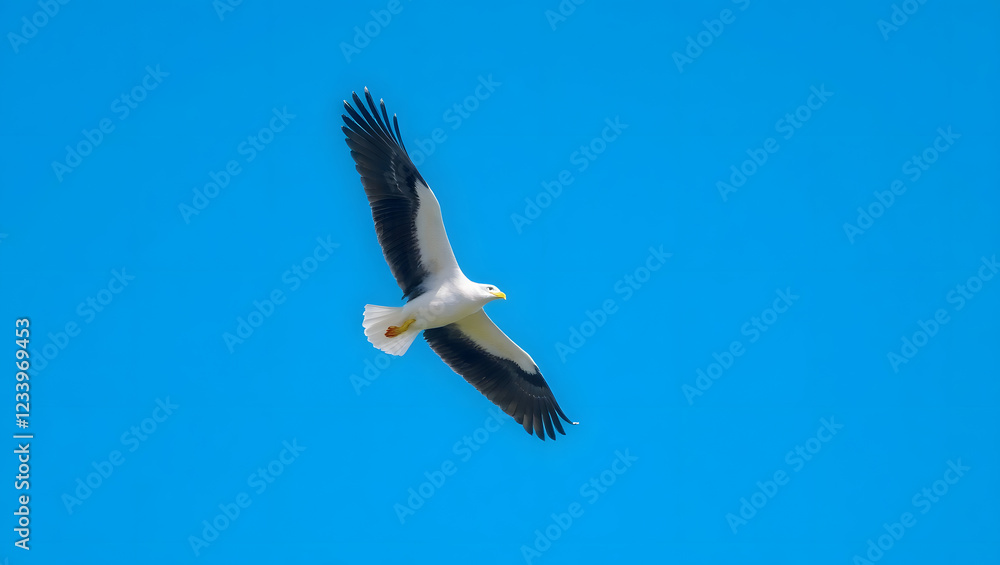 Obraz premium High quality photo of a soaring seagull against a clear blue sky set against a copy space image