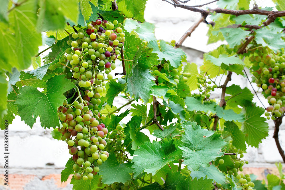 Vibrant grapevine thrives with clusters of ripening grapes under sunlight in a lush garden