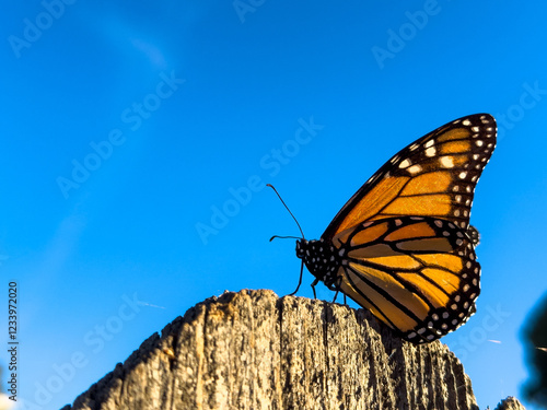 Close-Up of Monarch Butterfly Against Blue Sky, Silhouette of Monarch Butterfly Against Blue Sky