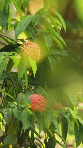 Goa, India. Red Ixora Flowers Blossom. Ixora is a genus of flowering plants in the family Rubiaceae. West Indian Jasmine. photo