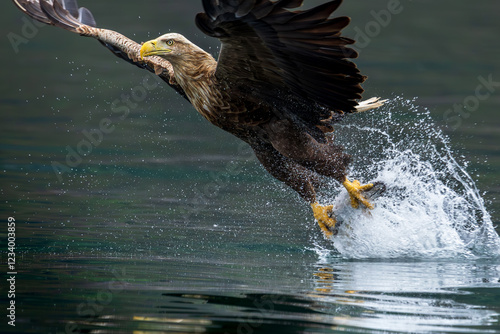 Seeadler beim Fische fangen photo