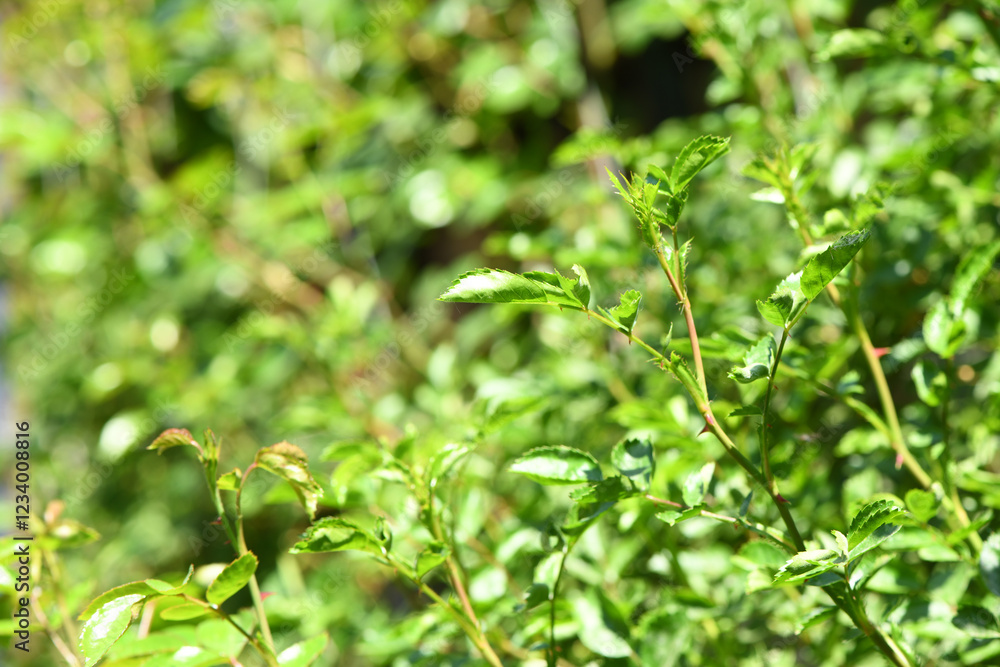 Young shoots of a rose. Fresh rose shoots. Young shoots of a rose. Fresh rose shoots.