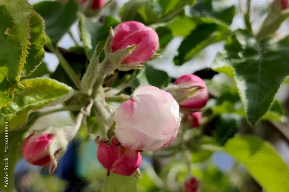 White and pink apple tree flowers. Apple blossom. White and pink apple tree flowers. Apple blossom.