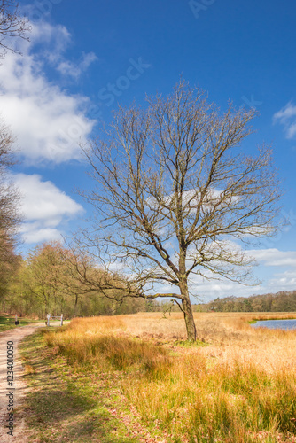 Tree at the walking path in nature area Duurswouderheide, Netherlands photo