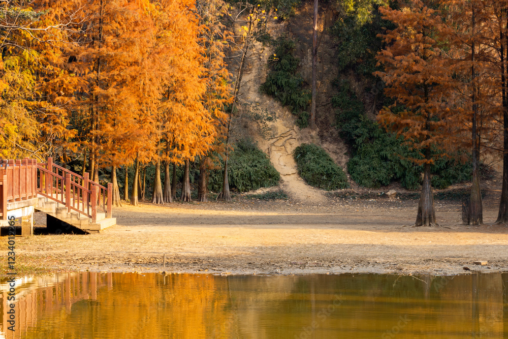 Obraz premium taxodium distichum in the park