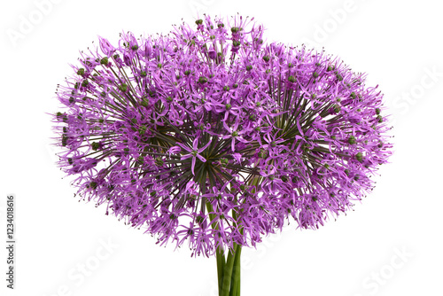 Dutch onion bloom (close-up). Allium holandicum 'Purple Sensation', bright purple or deep purple flower head on white. photo