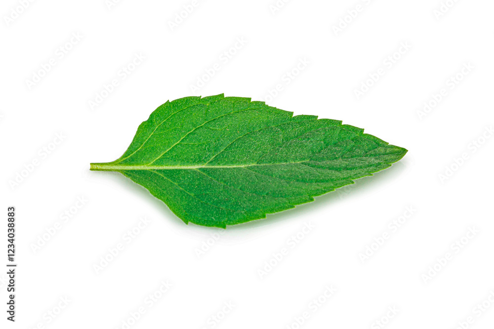 Obraz premium Mint leaves isolated on white background