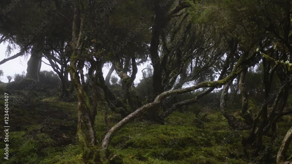 A captivating shot of the ancient forest in Fanal, Madeira. Highlights twisted trees covered in moss and the mystical atmosphere of the lush landscape A captivating shot of the ancient forest in Fanal, Madeira. Highlights twisted trees covered in moss and the mystical atmosphere of the lush landscape