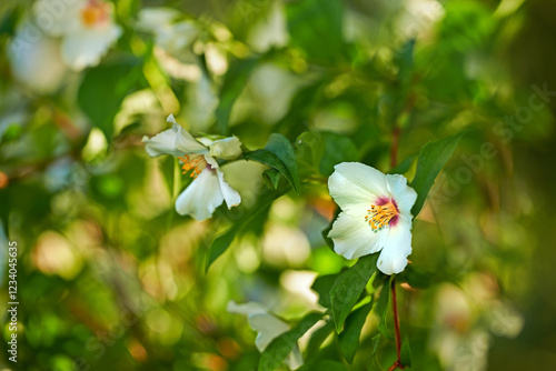 Nature, flowers and jasmine with growth for garden, sustainable environment and spring season. Outdoor, ecology and blossom with beauty bush for cultivation, floral petals and plant for horticulture photo