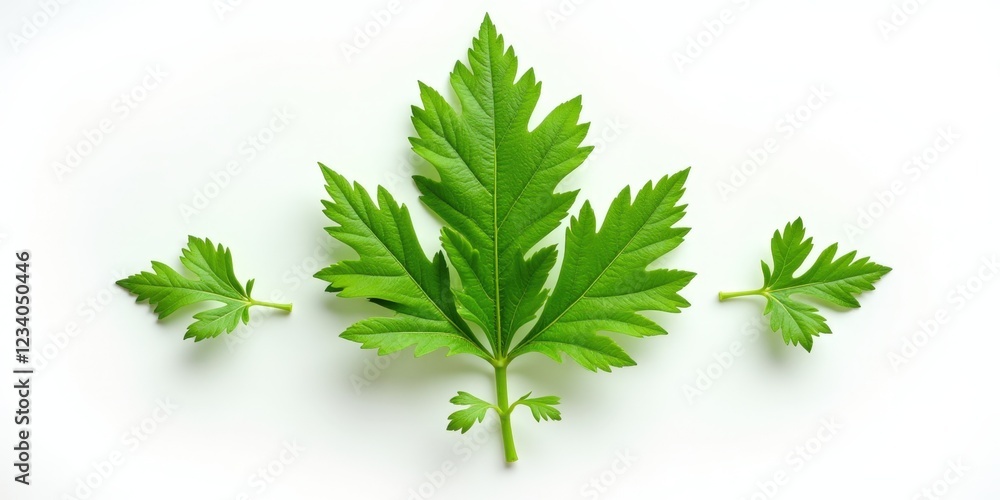 A detailed top-down view reveals a stunning array of large green leaves gracefully cascading to the left. Each leaf overlaps subtly, forming an intricate symmetrical pattern that captivates the eye A detailed top-down view reveals a stunning array of large green leaves gracefully cascading to the left. Each leaf overlaps subtly, forming an intricate symmetrical pattern that captivates the eye