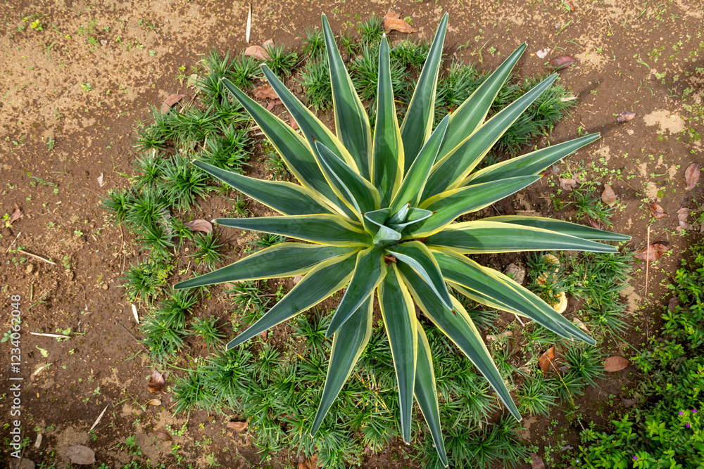 Top View of Agave Americana With Thick Spiky Leaves and Symmetrical Growth Top View of Agave Americana With Thick Spiky Leaves and Symmetrical Growth