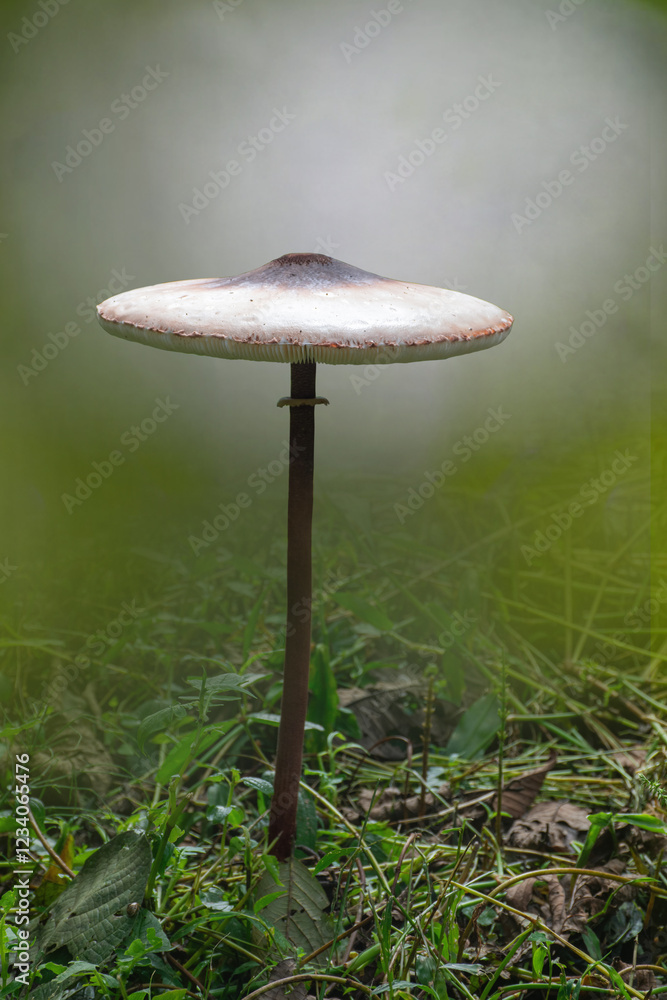 Parasol mushroom, edible fungus with a large fruiting body Parasol mushroom, edible fungus with a large fruiting body