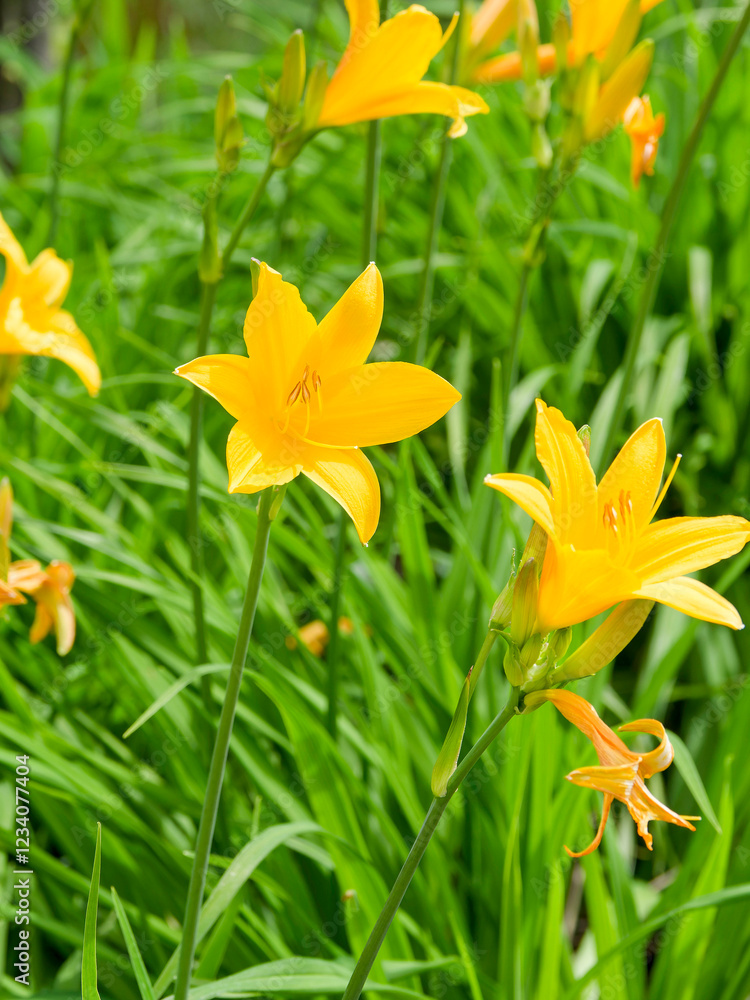 Clump of bright yellow daylilies 'Reverend Traub' flowers (Hemerocallis hybrid) in cymes atop rigid stems with basal arching leaves strap-like
Clump of bright yellow daylilies 'Reverend Traub' flowers (Hemerocallis hybrid) in cymes atop rigid stems with basal arching leaves strap-like