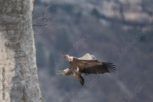 Vautour Fauve