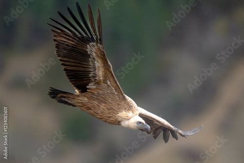 Vautour Fauve