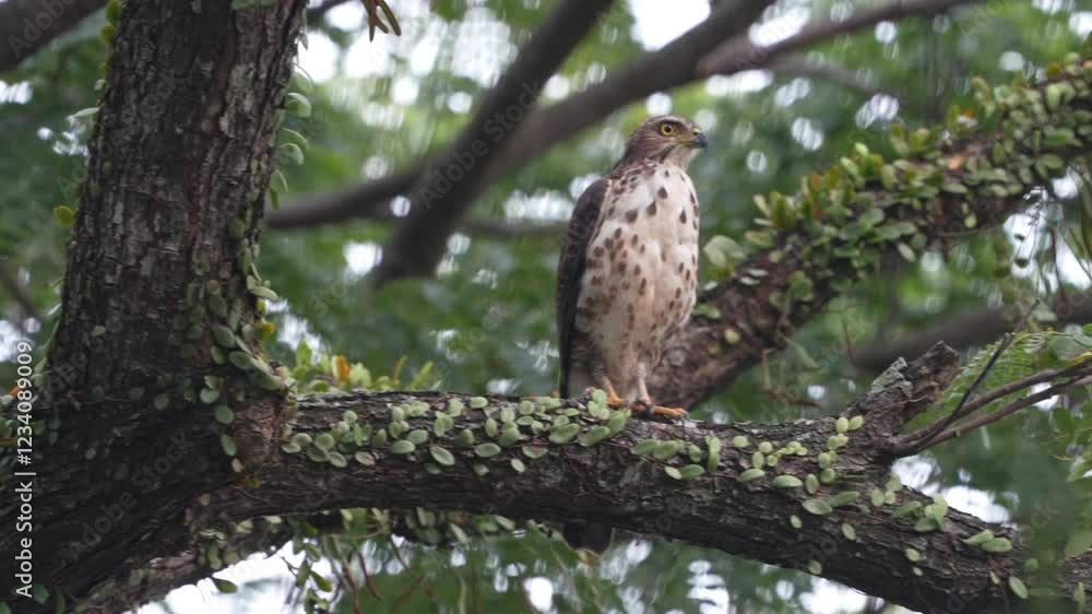 The Crested Goshawk (Accipiter trivirgatus) is a medium-sized bird of prey found in South and Southeast Asia. It is known for its short, broad wings and long tail, which make it highly maneuverable The Crested Goshawk (Accipiter trivirgatus) is a medium-sized bird of prey found in South and Southeast Asia. It is known for its short, broad wings and long tail, which make it highly maneuverable