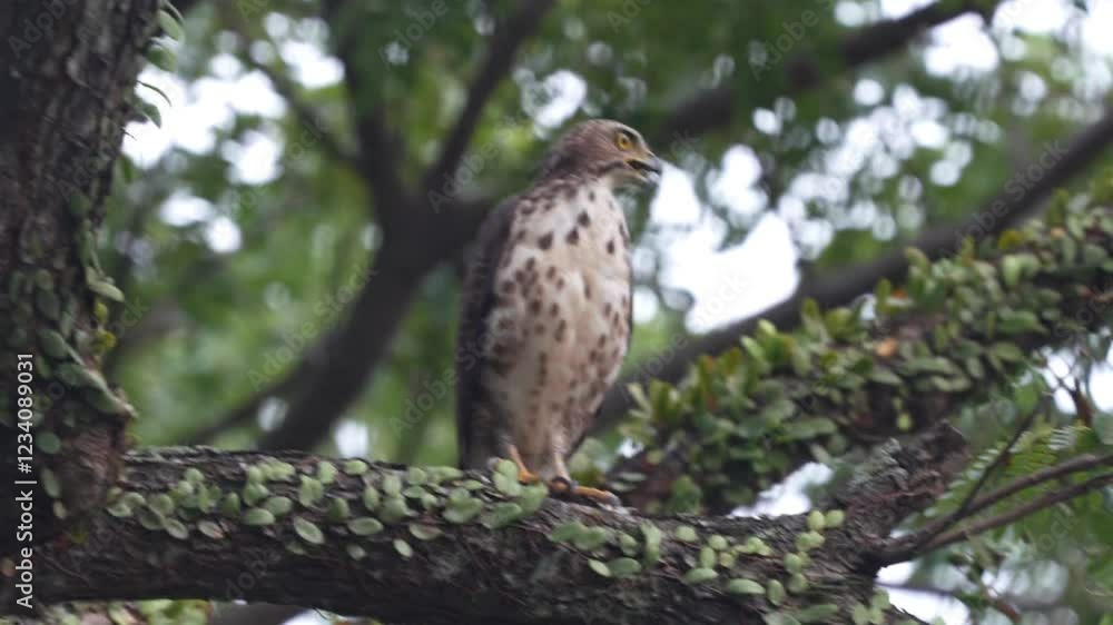 The Crested Goshawk (Accipiter trivirgatus) is a medium-sized bird of prey found in South and Southeast Asia. It is known for its short, broad wings and long tail, which make it highly maneuverable The Crested Goshawk (Accipiter trivirgatus) is a medium-sized bird of prey found in South and Southeast Asia. It is known for its short, broad wings and long tail, which make it highly maneuverable